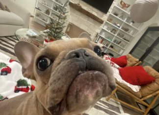 A Heartwarming Tale of a Rescue Dog Eating His First Strawberry